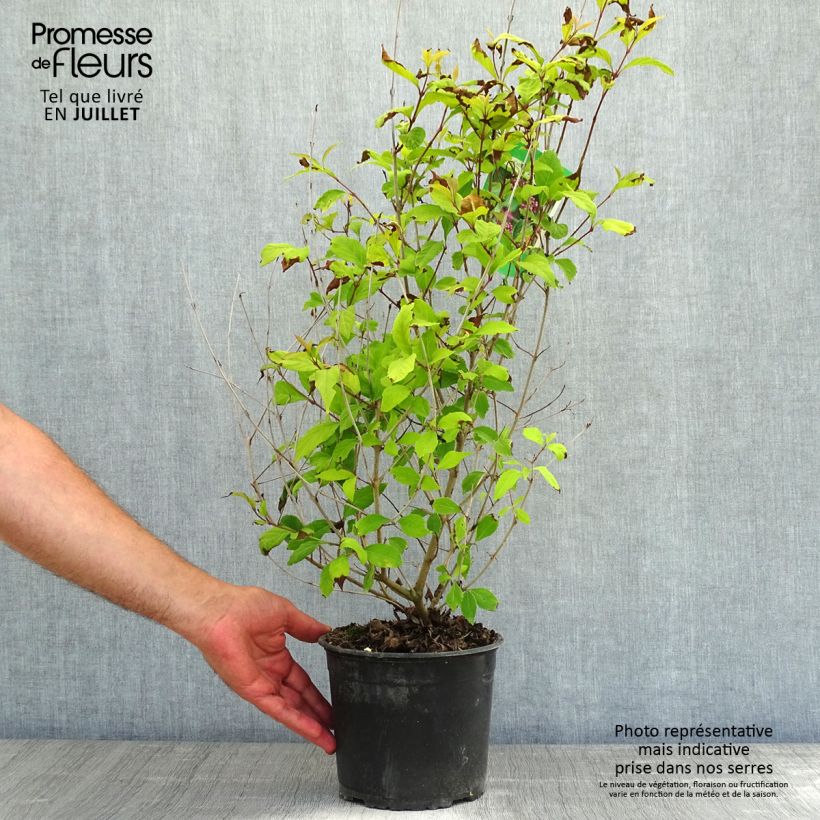Exemplar von Purpur-Schönfrucht - Callicarpa dichotoma Topf mit 3L/4L wie im Sommer geliefert