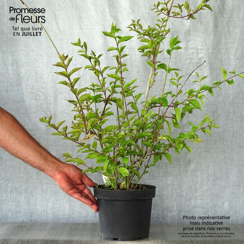 Exemplar von Purpur-Schönfrucht Issai - Callicarpa dichotoma Topf mit 3L/4L wie im Sommer geliefert