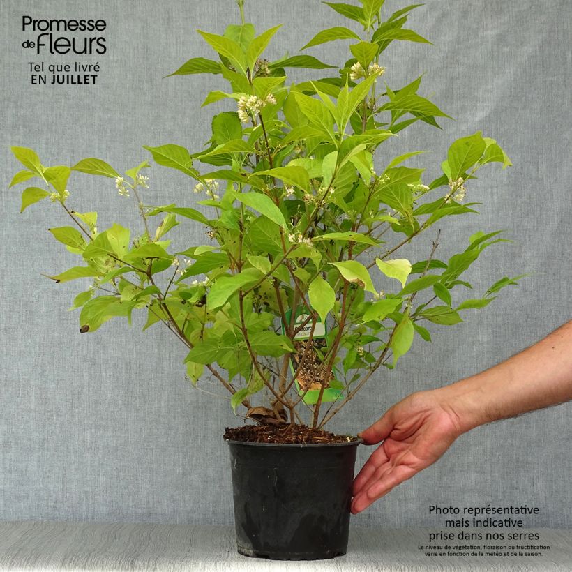 Exemplar von Japanische Schönfrucht Leucocarpa - Callicarpa japonica Topf mit 2L/3L wie im Sommer geliefert