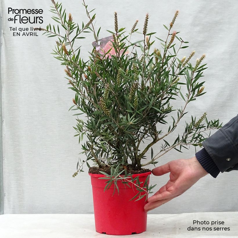Exemplar von Callistemon citrinus Burgundy - Zylinderputzer Topf mit 3L/4L wie im Frühjahr geliefert