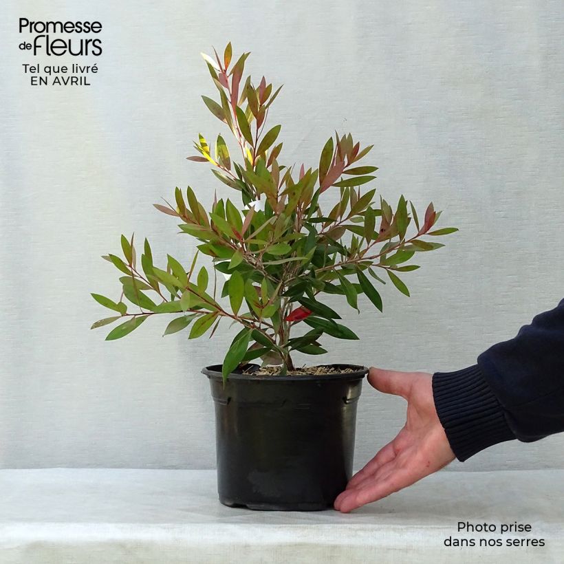 Exemplar von Callistemon citrinus Splendens - Zylinderputzer Topf mit 2L/3L wie im Frühjahr geliefert