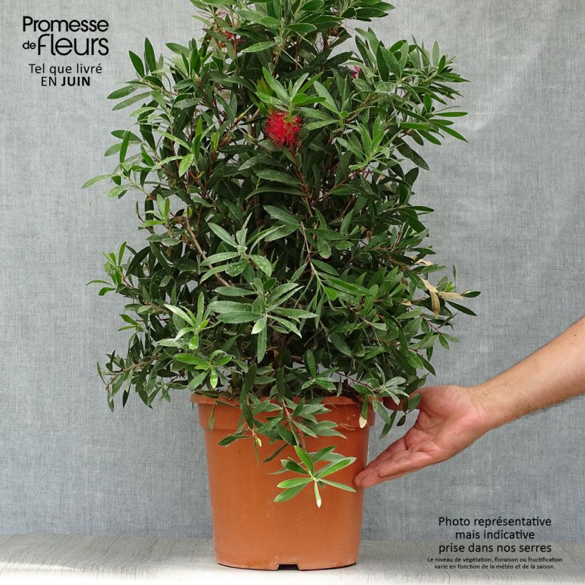 Exemplar von Callistemon citrinus Splendens - Zylinderputzer Topf mit 7,5L/10L wie im Sommer geliefert