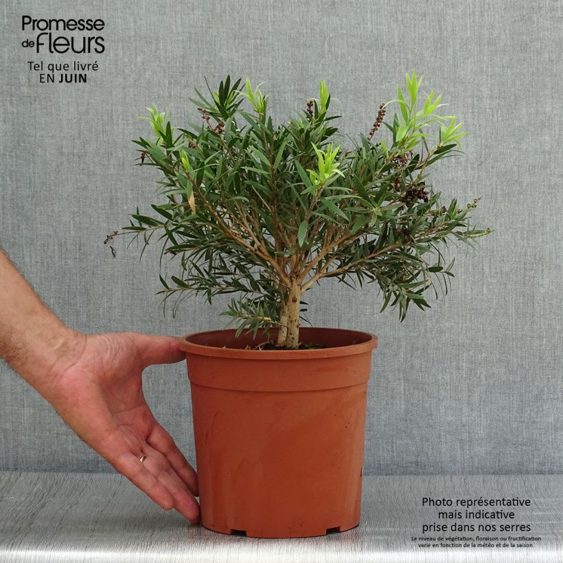Exemplar von Callistemon masotti Mini Red - Zylinderputzer Topf mit 3L/4L wie im Sommer geliefert