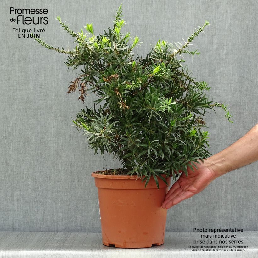 Exemplar von Callistemon masotti Mini Red - Zylinderputzer Topf mit 7,5L/10L wie im Sommer geliefert