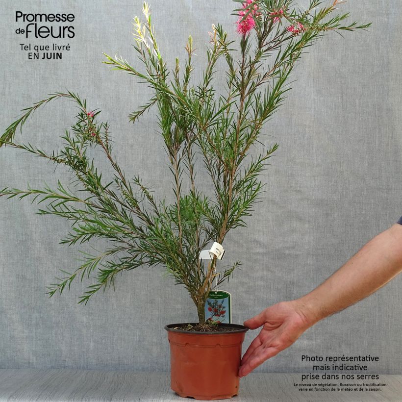 Exemplar von Callistemon rigidus - Zylinderputzer Topf mit 2L/3L wie im Sommer geliefert