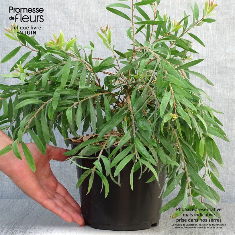 Exemplar von Callistemon salignus Perth Pink - Zylinderputzer Topf mit 4L/5L wie im Sommer geliefert