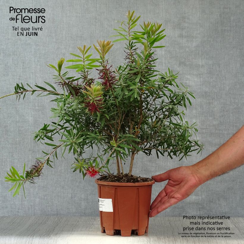 Exemplar von Callistemon viminalis Captain Cook - Zylinderputzer Topf mit 2L/3L wie im Sommer geliefert