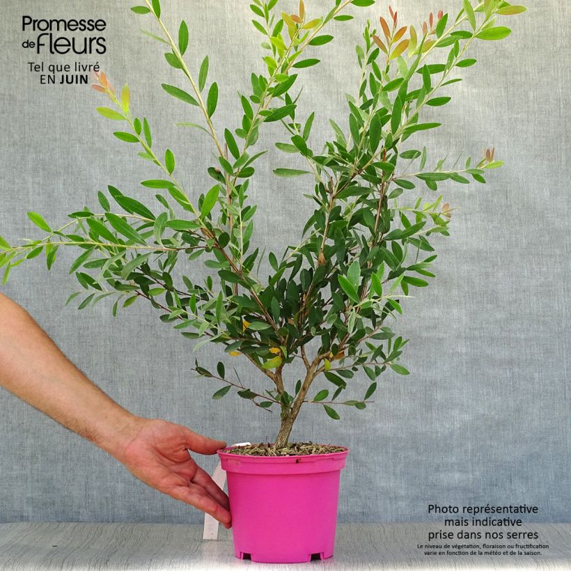 Exemplar von Callistemon viminalis Hot Pink - Zylinderputzer Topf mit 2L/3L wie im Sommer geliefert