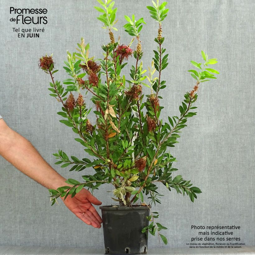 Exemplar von Callistemon laevis - Zylinderputzer Topf mit 1,5L/2L wie im Sommer geliefert