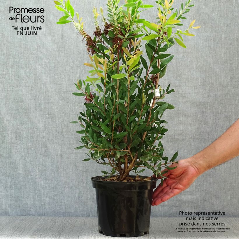 Exemplar von Callistemon laevis - Zylinderputzer Topf mit 3L/4L wie im Sommer geliefert