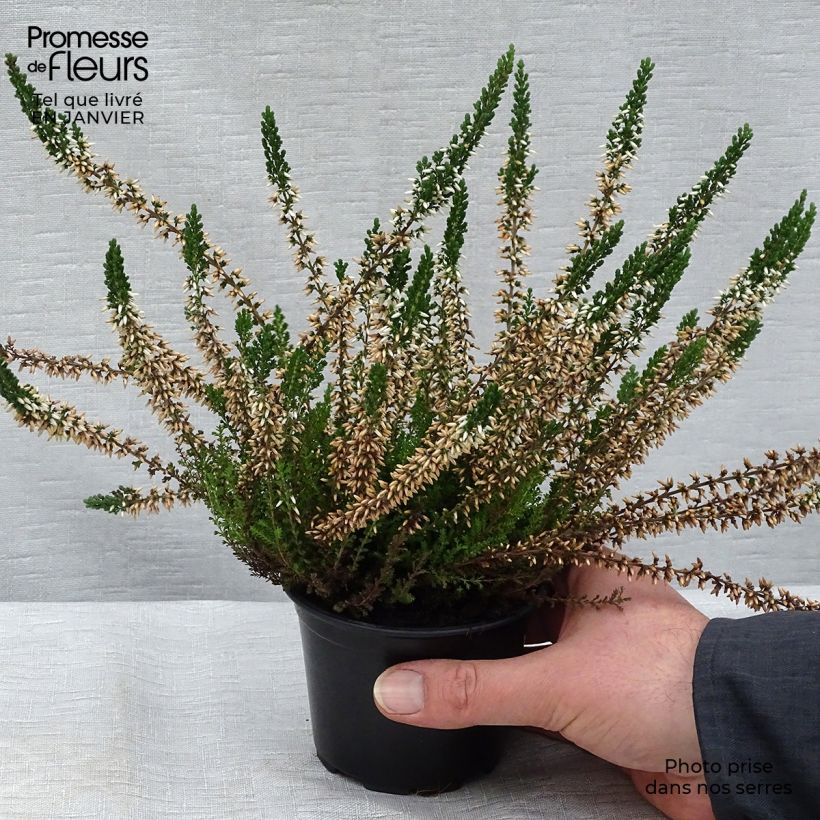 Exemplar von Besenheide Alba - Calluna vulgaris Kleine Töpfe von 8/9 cm wie im Winter geliefert