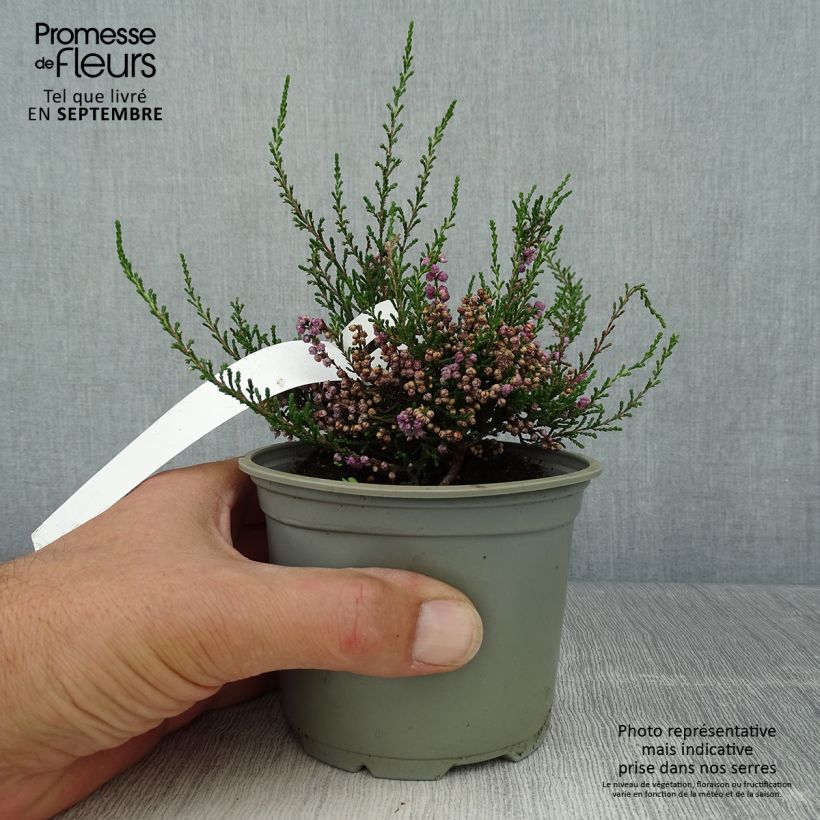 Exemplar von Besenheide Tib - Calluna vulgaris Topf 12 cm / 13 cm wie im Herbst geliefert