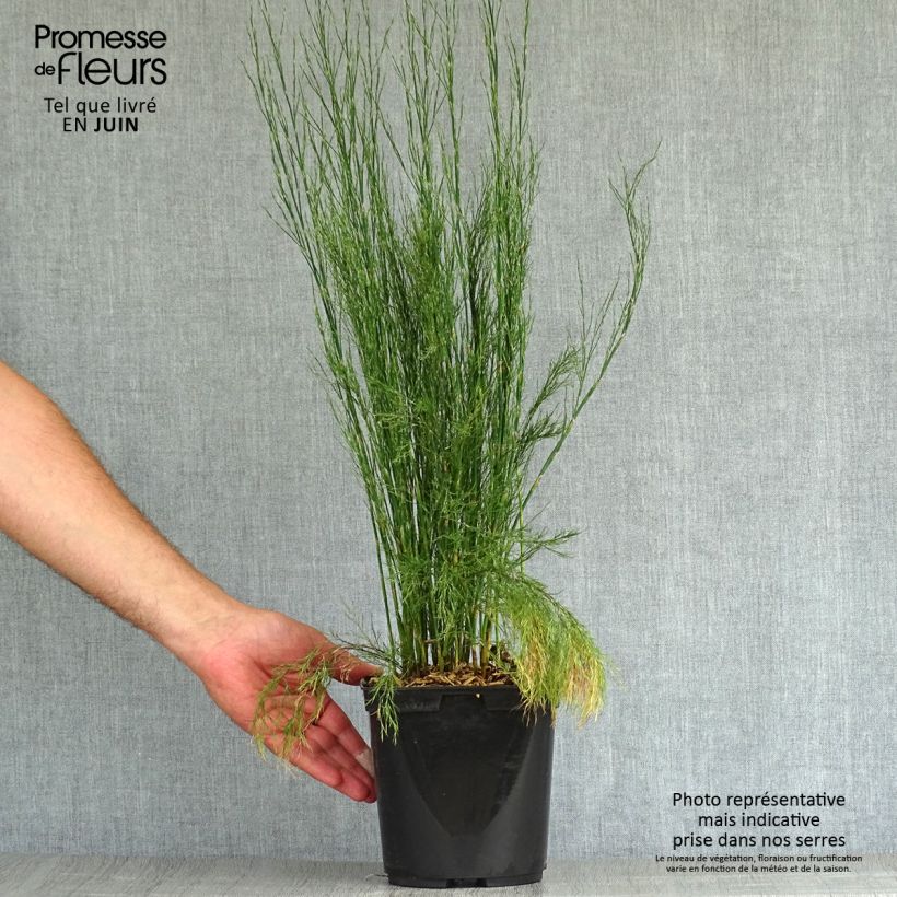 Exemplar von Calopsis paniculata Topf mit 2L/3L wie im Sommer geliefert
