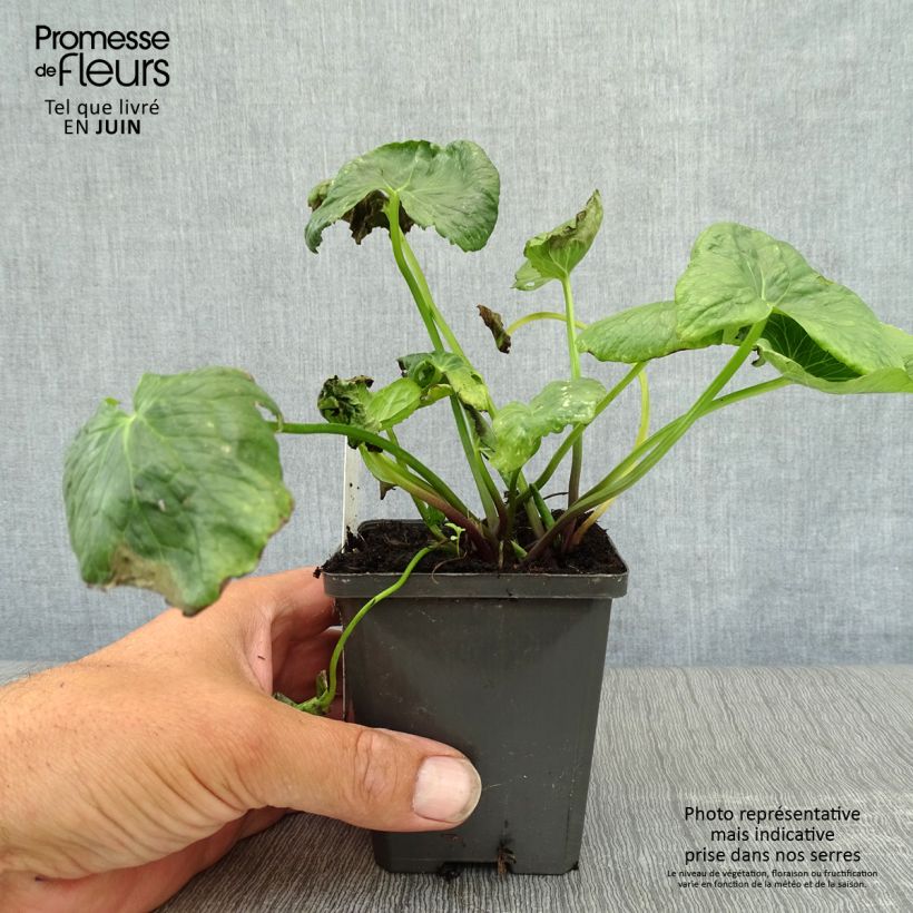 Exemplar von Caltha palustris Plena - Sumpf-Dotterblume Kleine Töpfe von 8/9 cm wie im Sommer geliefert