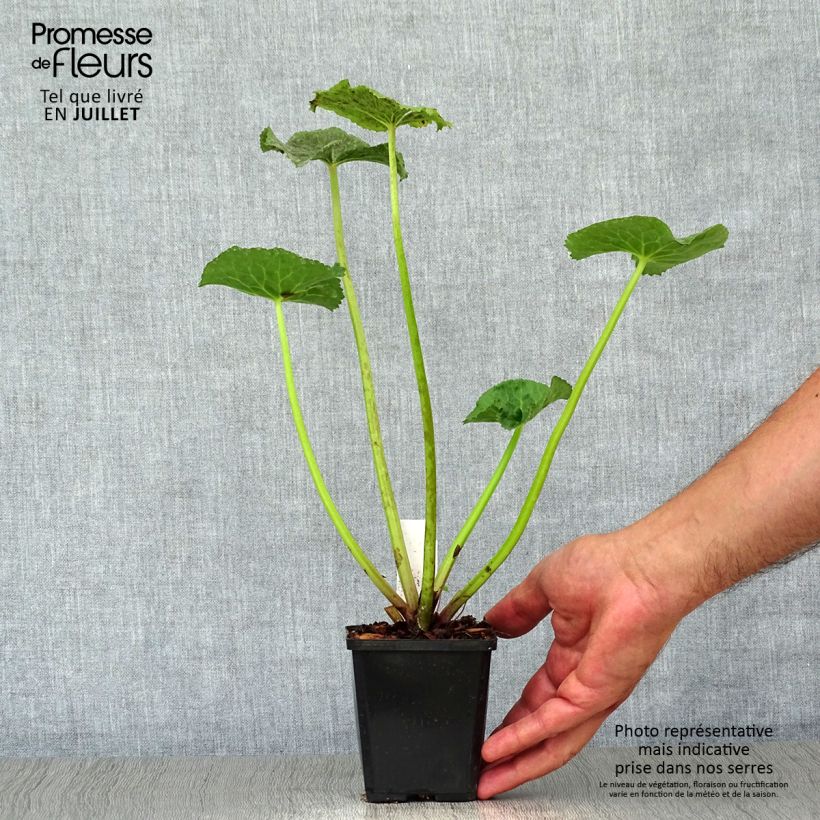 Exemplar von Caltha palustris Polypetala - Sumpf-Dotterblume Kleine Töpfe von 8/9 cm wie im Sommer geliefert