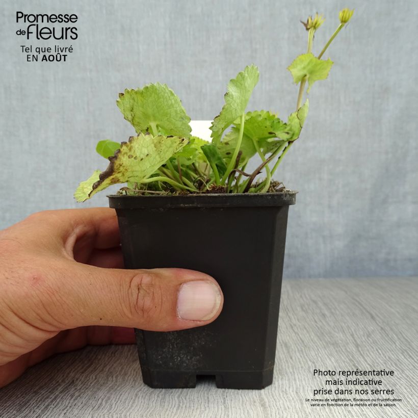 Exemplar von Caltha palustris var. alba - Sumpf-Dotterblume Kleine Töpfe von 8/9 cm wie im Sommer geliefert