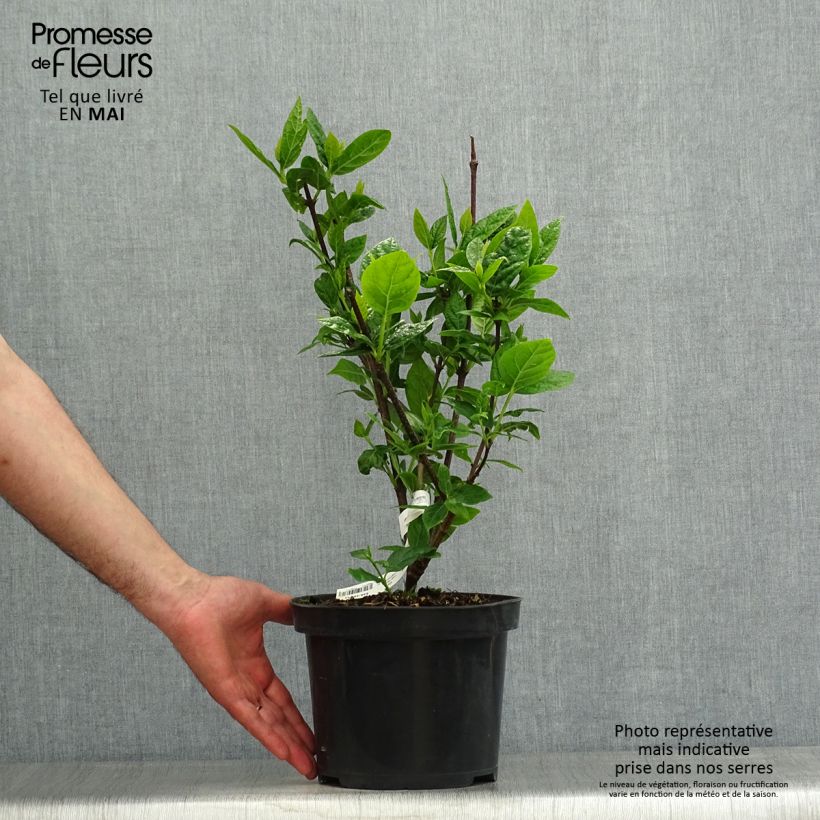 Exemplar von Calycanthus floridus Michael Lindsay - Echter Gewürzstrauch Topf mit 4L/5LGelieferte Höhe ca. 70/80cm wie im Frühjahr geliefert