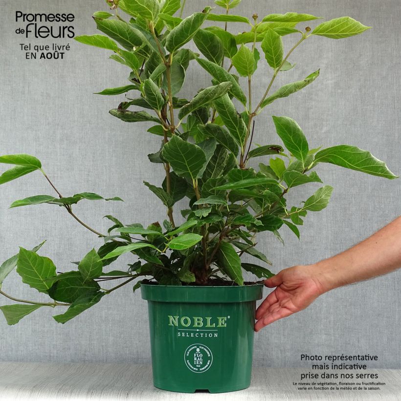 Exemplar von Calycanthus raulstonii Venus - Gewürzstrauch Topf mit 7,5L/10L wie im Sommer geliefert