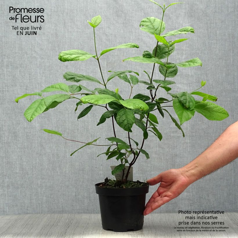 Exemplar von Calycanthus floridus - Echter Gewürzstrauch Topf mit 2L/3L wie im Sommer geliefert