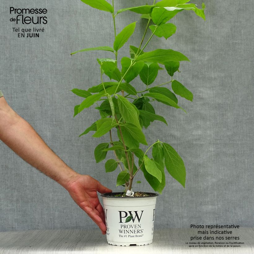 Exemplar von Calycanthus raulstonii Aphrodite - Gewürzstrauch Topf mit 2L/3L wie im Sommer geliefert