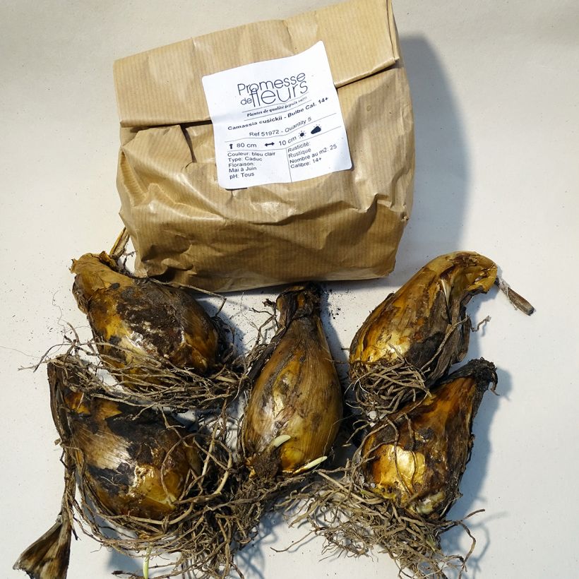 Beispiel eines Exemplars von Camassia cusickii - Prärielilie Box Kaliber/Größe 14+ wie geliefert