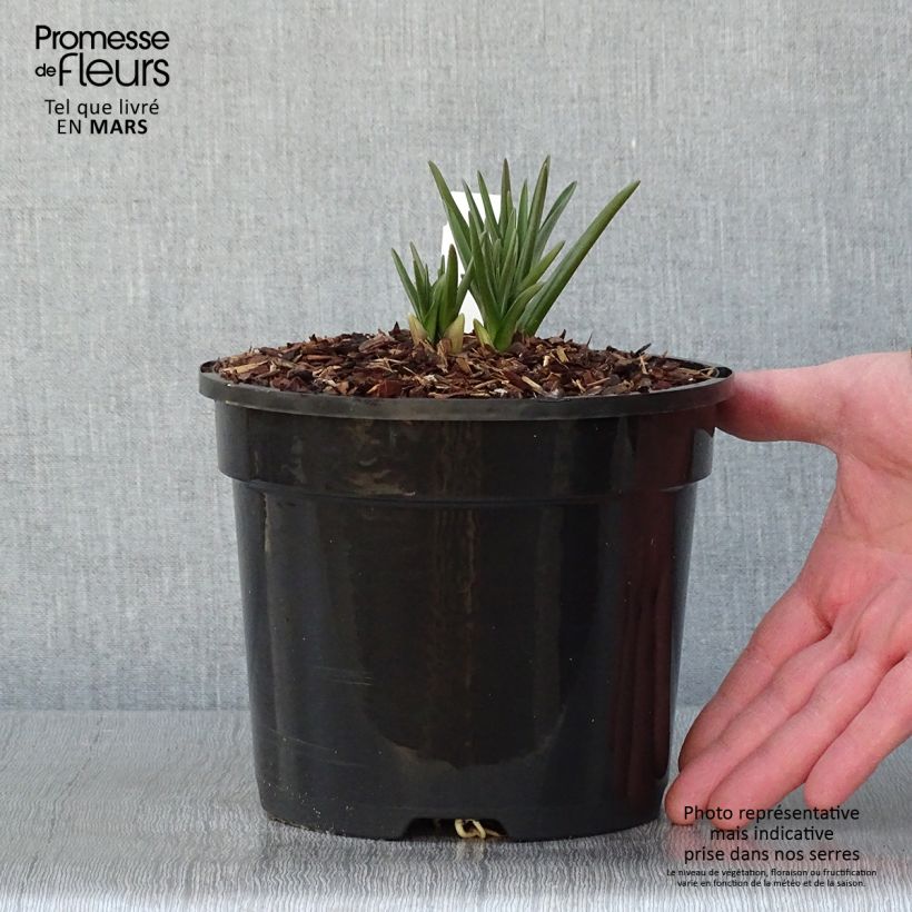 Exemplar von Camassia cusickii - Prärielilie Topf mit 2L/3L wie im Winter geliefert