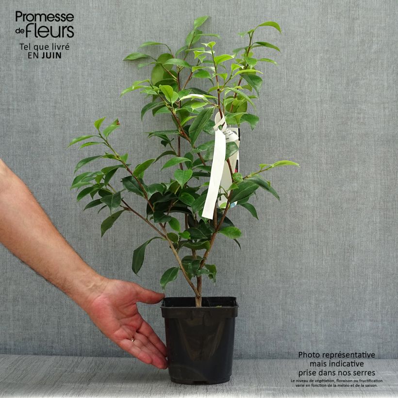 Exemplar von Camellia Blood of China - Japanische Kamelie Topf mit 2L/3L wie im Sommer geliefert