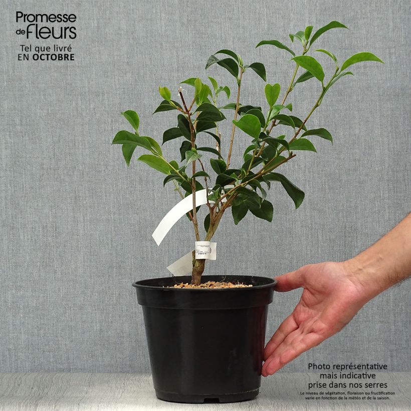 Exemplar von Camellia Bokuhan - Japanische Kamelie Topf mit 3L/4L wie im Herbst geliefert