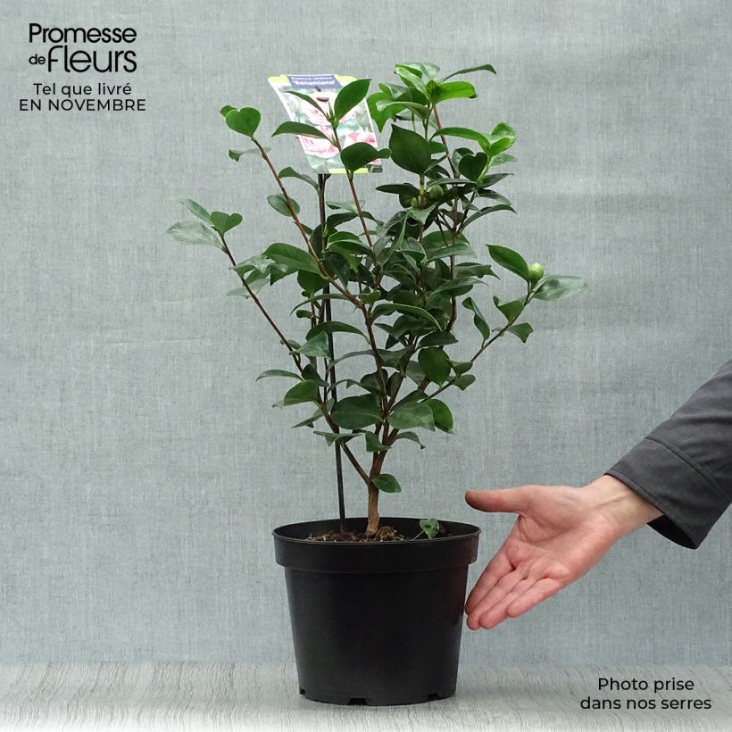 Exemplar von Camellia Bonomiana - Japanische Kamelie Topf mit 3L/4L wie im Herbst geliefert