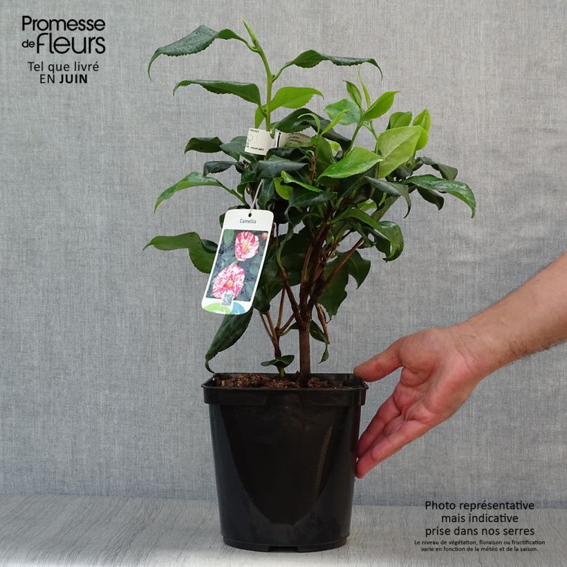 Exemplar von Camellia Dainty California - Japanische Kamelie Topf mit 2L/3L wie im Sommer geliefert