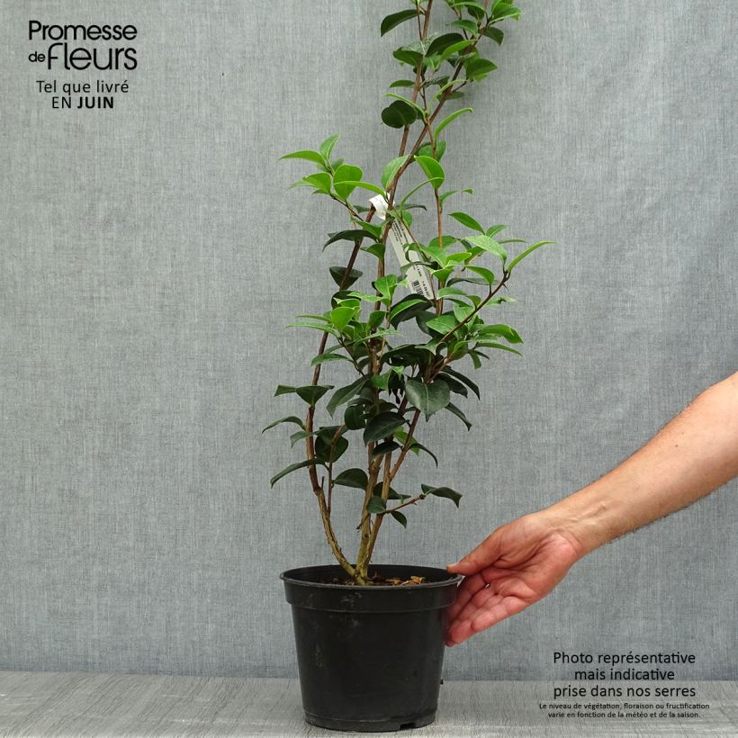 Exemplar von Camellia williamsii EG Waterhouse - Kamelie Topf mit 4L/5L wie im Sommer geliefert