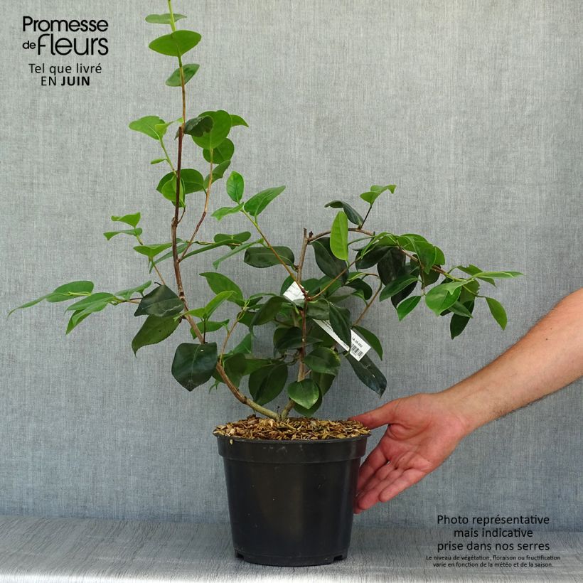 Exemplar von Camellia de Higo Fuji - Japanische Kamelie Topf mit 4L/5L wie im Sommer geliefert