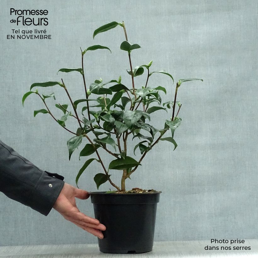 Exemplar von Camellia Hagoromo - Japanische Kamelie Topf mit 4L/5L wie im Herbst geliefert