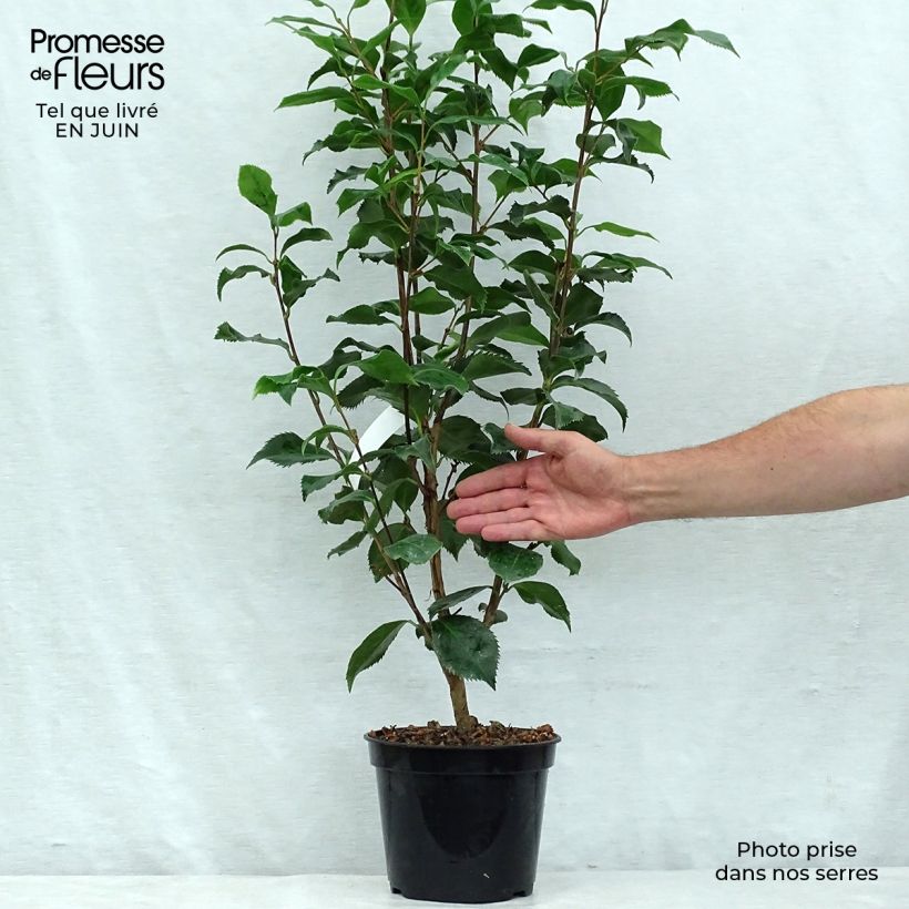 Exemplar von Camellia Holly Bright - Japanische Kamelie Topf mit 4L/5L wie im Sommer geliefert
