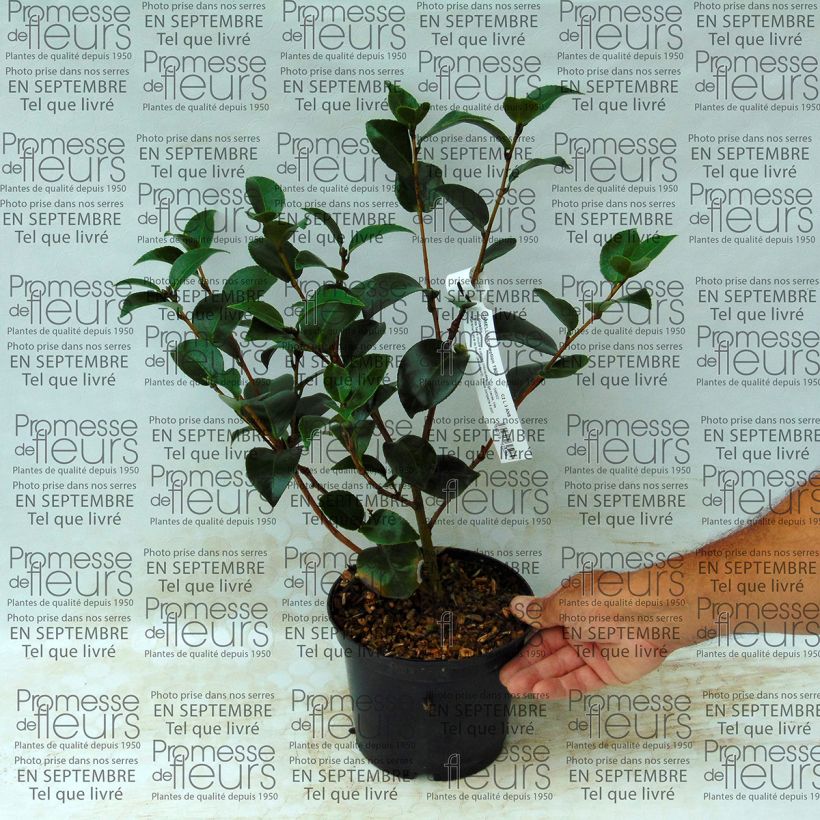 Beispiel eines Exemplars von Camellia Il Gioiello - Japanische Kamelie Topf mit 2L/3L wie geliefert
