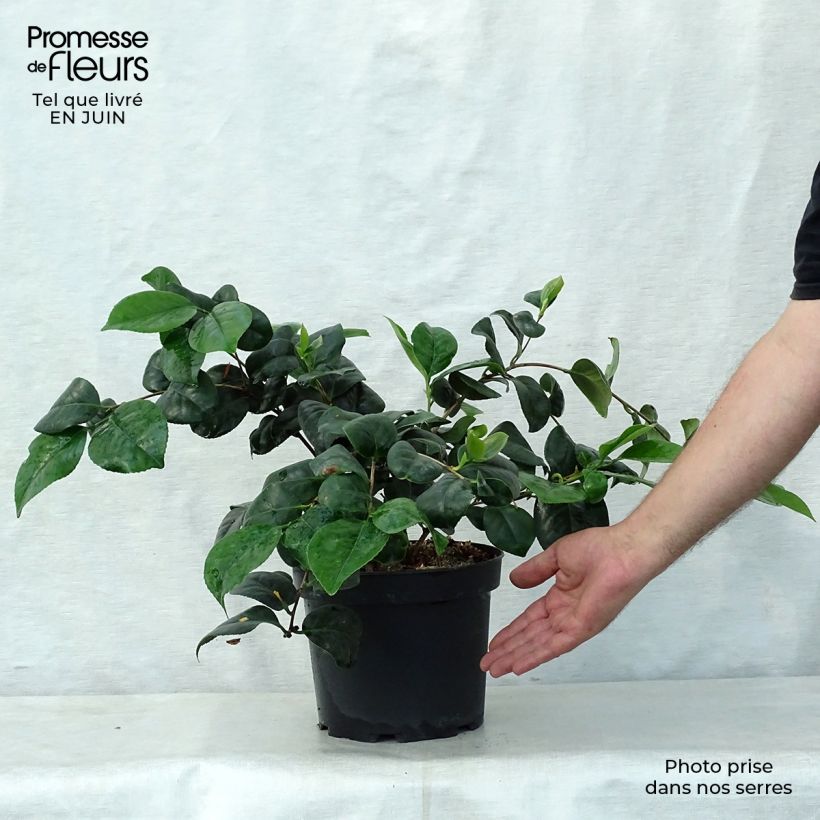 Exemplar von Camellia Lady Campbell - Japanische Kamelie Topf mit 3L/4L wie im Sommer geliefert