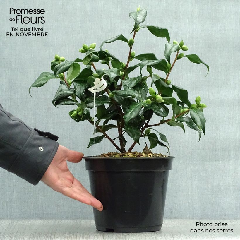 Exemplar von Camellia Lady Vansittart - Japanische Kamelie Topf mit 3L/4L wie im Herbst geliefert