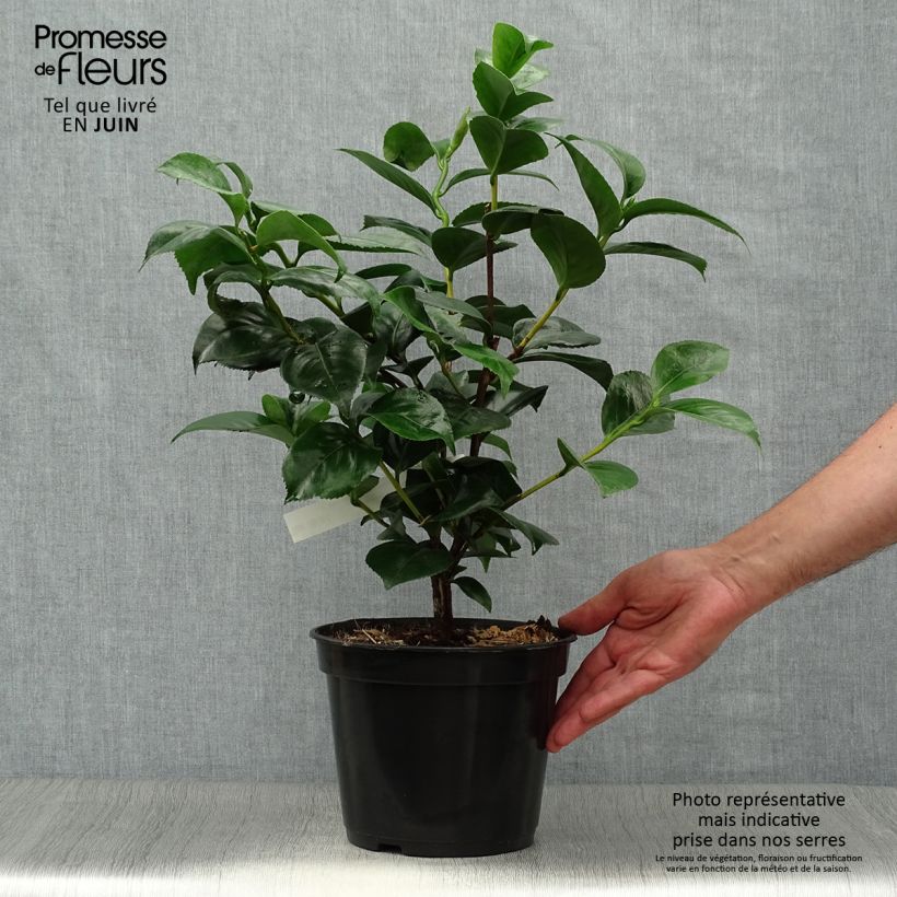Exemplar von Camellia Lavinia Maggi - Japanische Kamelie Topf mit 3L/4L wie im Sommer geliefert