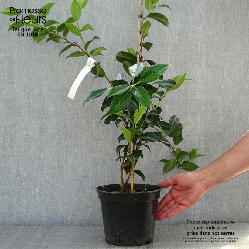Exemplar von Camellia williamsii Lucky Star - Kamelie Topf mit 4L/5L wie im Sommer geliefert