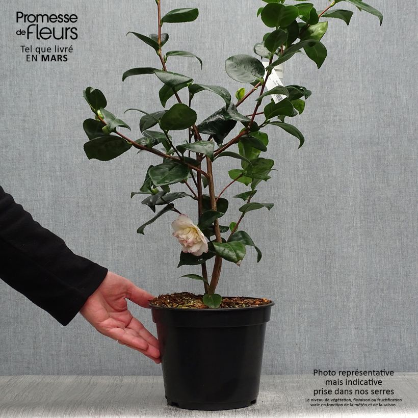 Exemplar von Camellia Margaret Davis - Japanische Kamelie Topf mit 3L/4LGelieferte Höhe ca. 40/60cm wie im Frühjahr geliefert