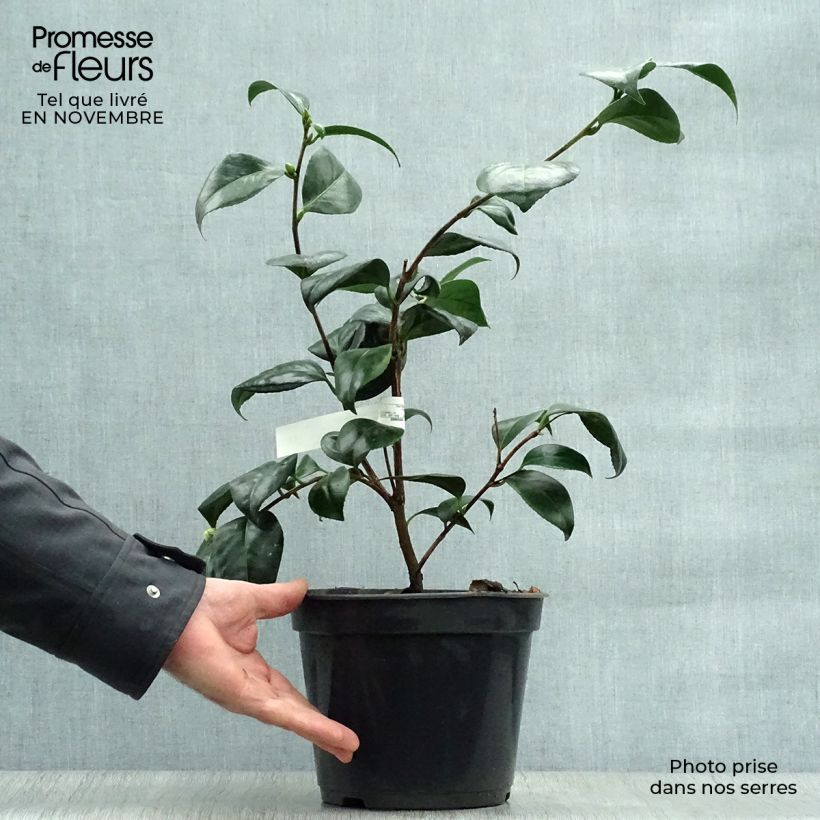 Exemplar von Camellia Montironi - Japanische Kamelie Topf mit 4L/5L wie im Herbst geliefert