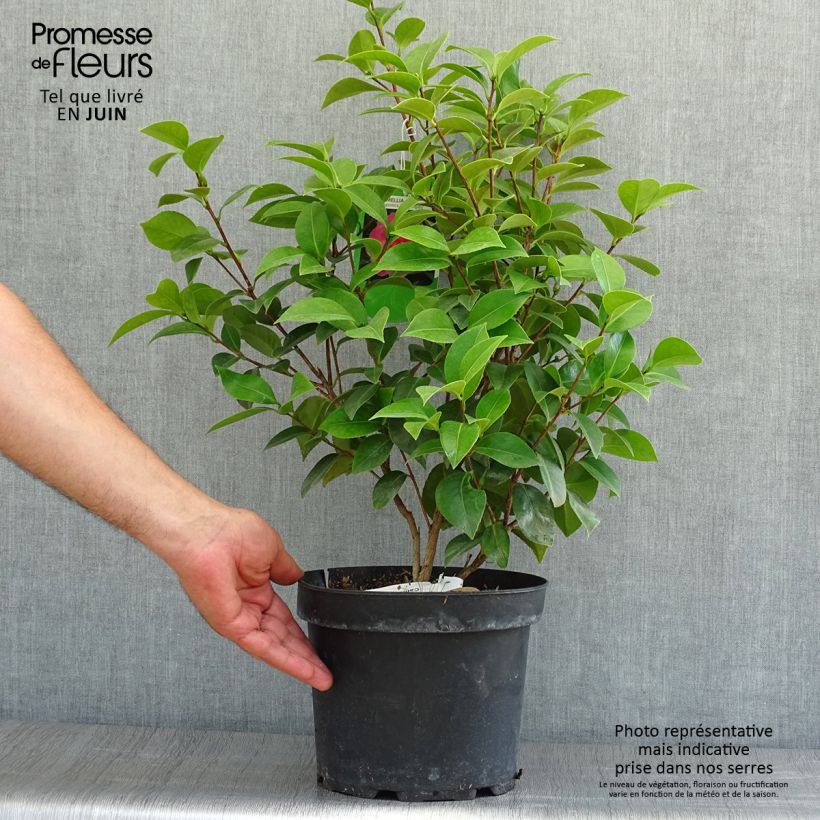 Exemplar von Camellia Mrs Tingley - Japanische Kamelie Topf mit 3L/4L wie im Sommer geliefert