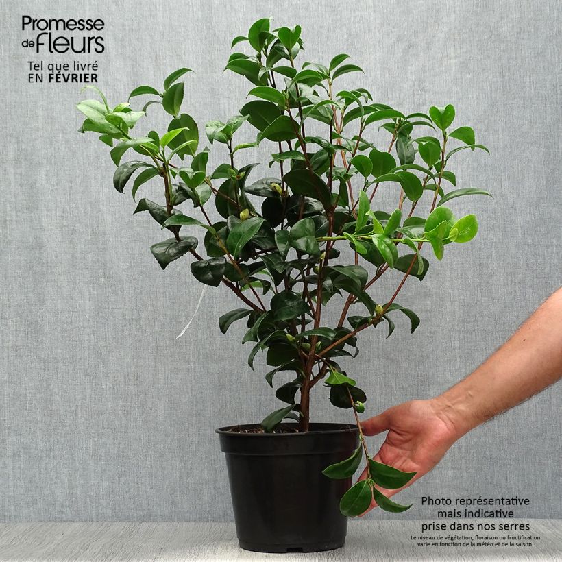 Exemplar von Camellia Nobilissima - Japanische Kamelie Topf mit 4L/5L wie im Herbst geliefert