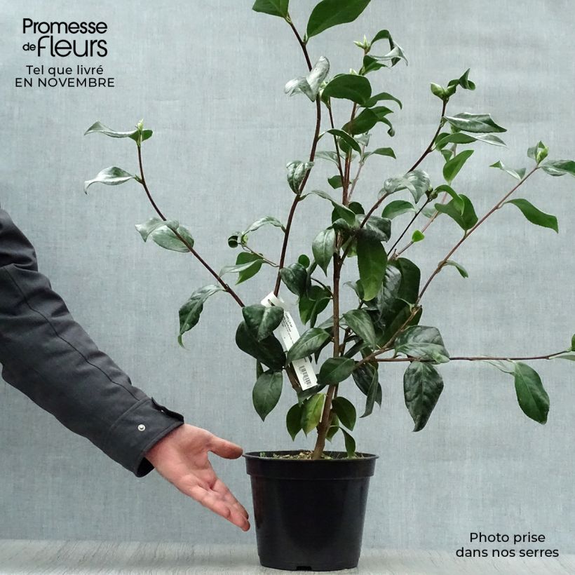 Exemplar von Camellia Paddy's Perfumed - Japanische Kamelie Topf mit 4L/5L wie im Herbst geliefert