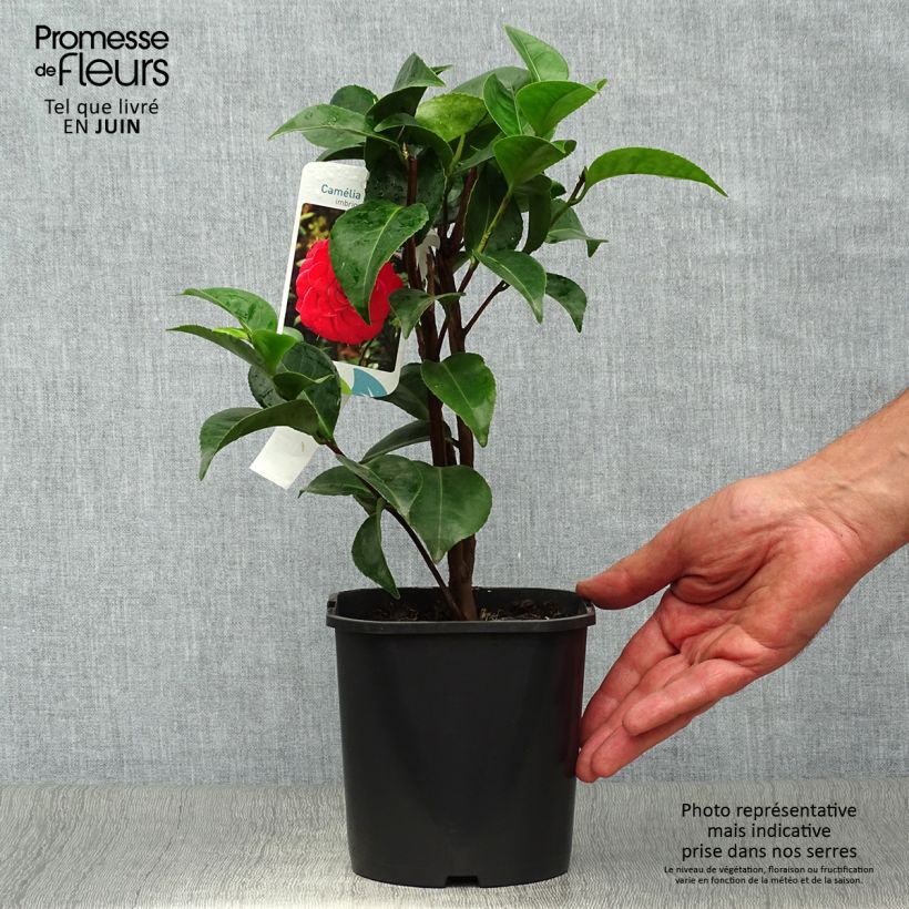 Exemplar von Camellia Roger Hall - Japanische Kamelie Topf mit 3L/4L wie im Sommer geliefert