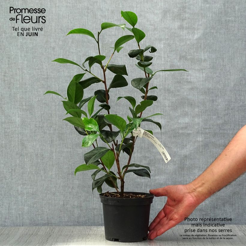 Exemplar von Camellia San dimas - Japanische Kamelie Topf mit 2L/3L wie im Sommer geliefert