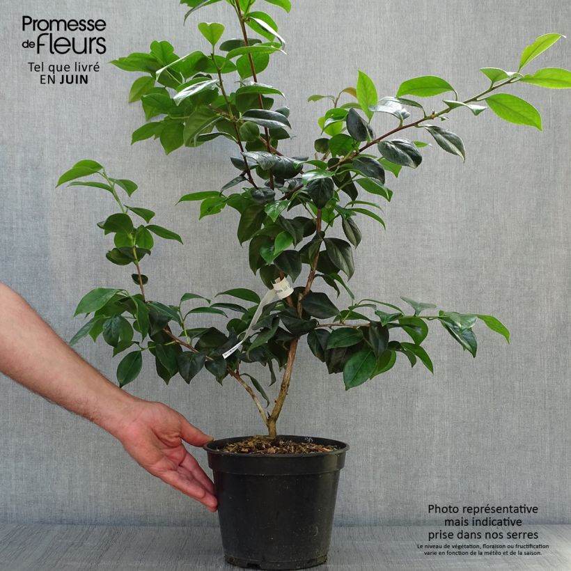 Exemplar von Camellia Sanpei Tsubaki - Japanische Kamelie Topf mit 4L/5L wie im Sommer geliefert