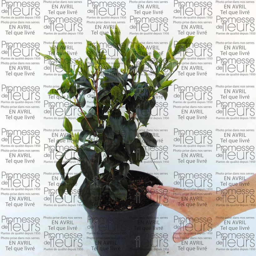 Beispiel eines Exemplars von Camellia Sweet Olive - Japanische Kamelie Topf mit 4L/5L wie geliefert
