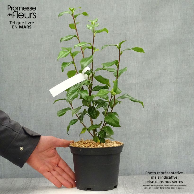 Exemplar von Camellia Sweet Olive - Japanische Kamelie Topf mit 2L/3L wie im Frühjahr geliefert