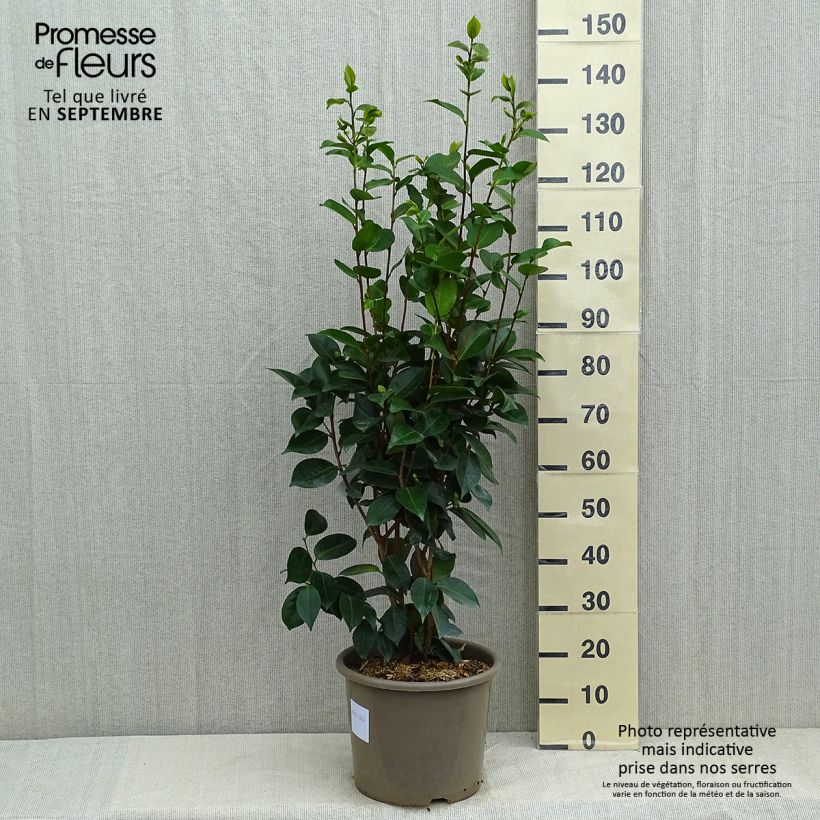 Exemplar von Camellia Traverso - Japanische Kamelie Topf mit 12L/15L wie im Sommer geliefert